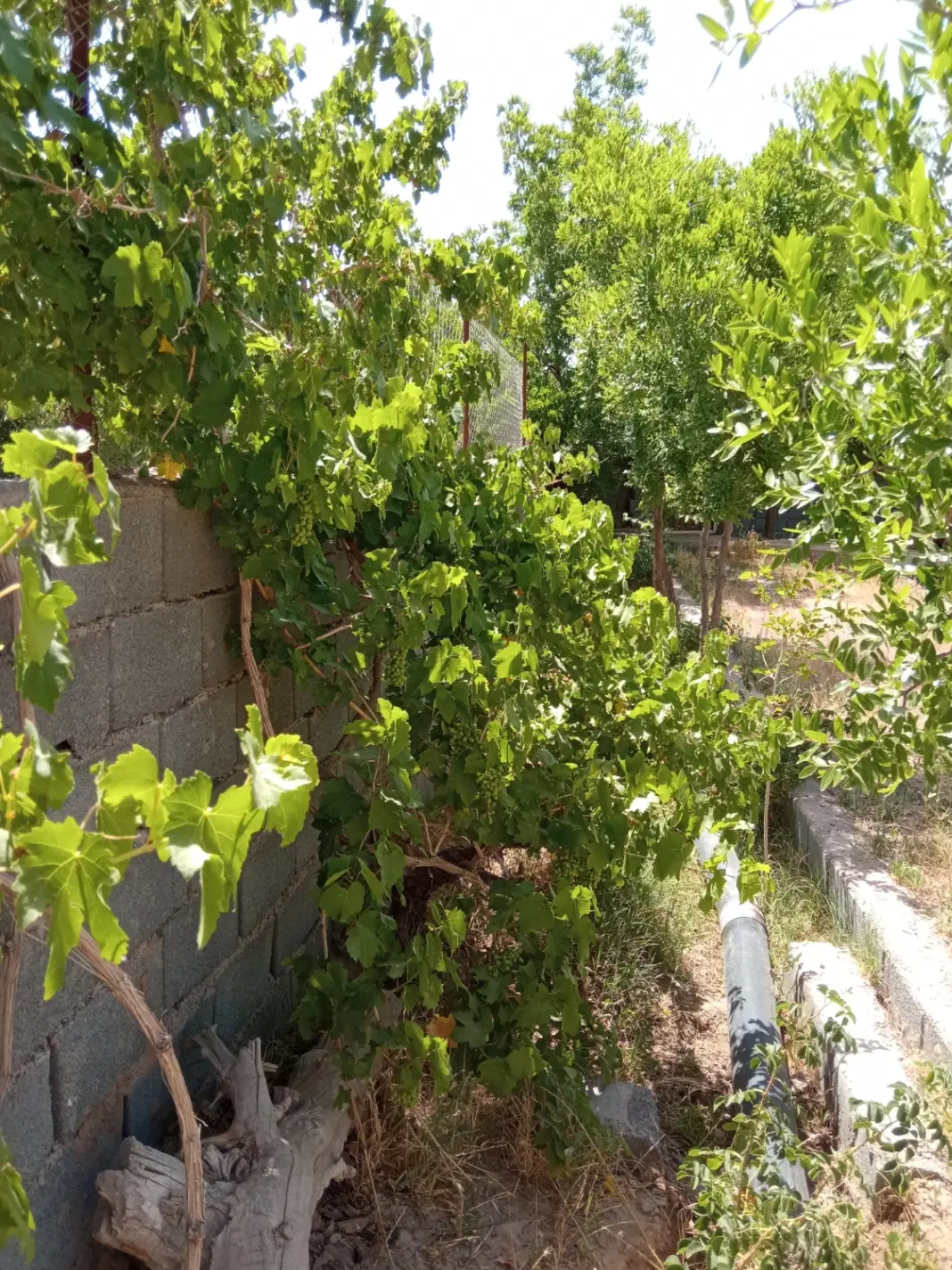 تصویر 2