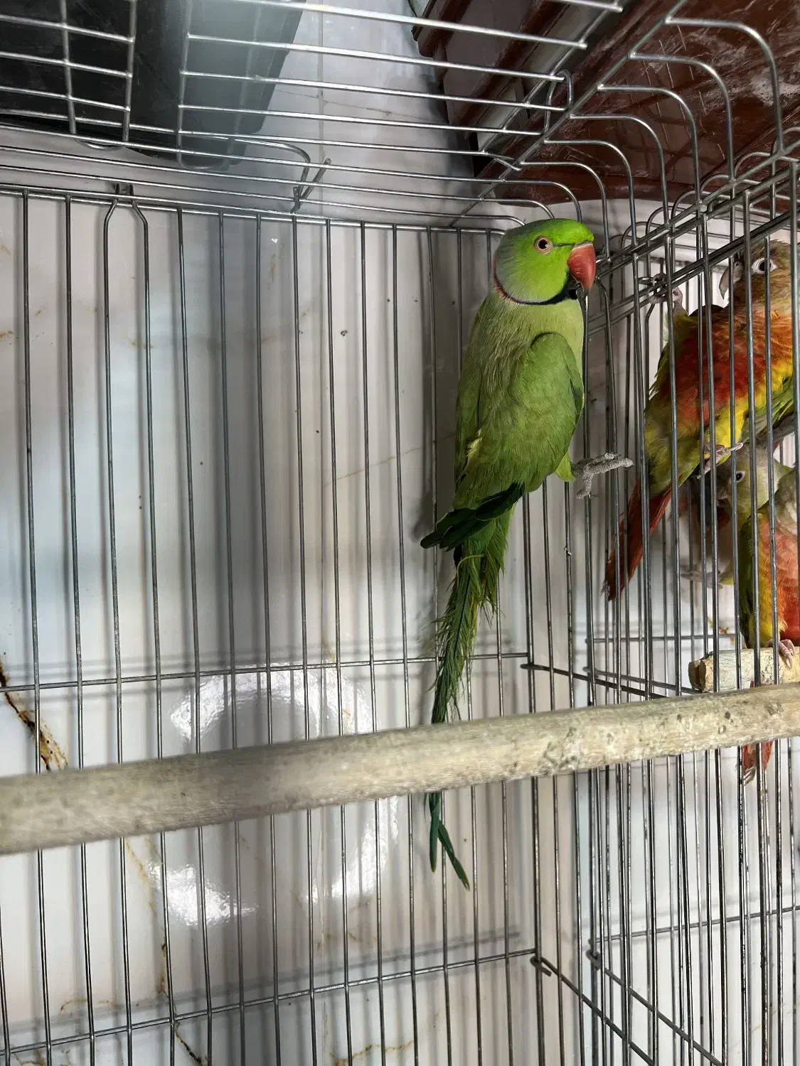 پرنده آرا|پرنده|بانه, |دیوار