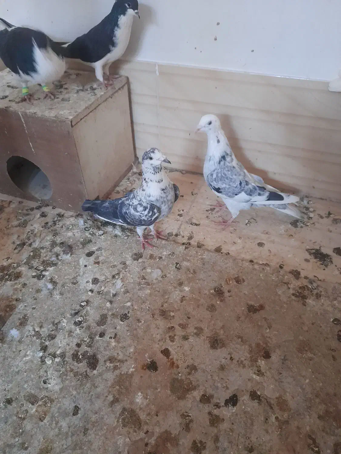 کبوتر|پرنده|خلیل آباد, |دیوار