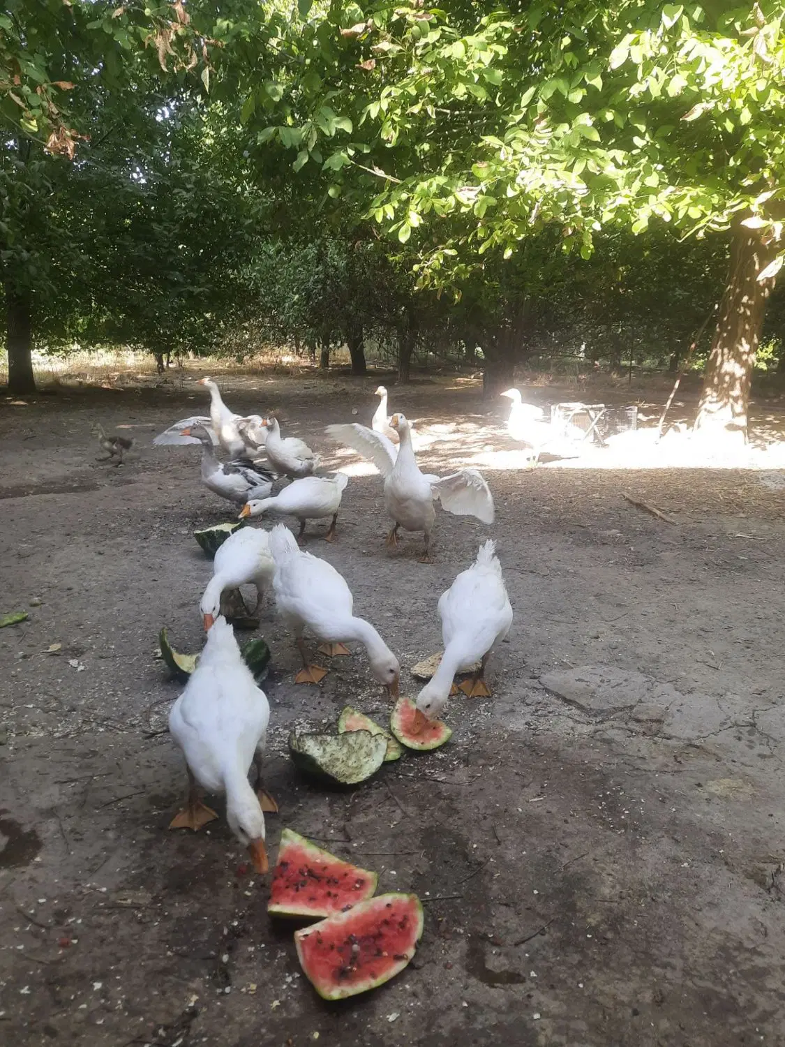 غاز|حیوانات مزرعه|دورود, |دیوار