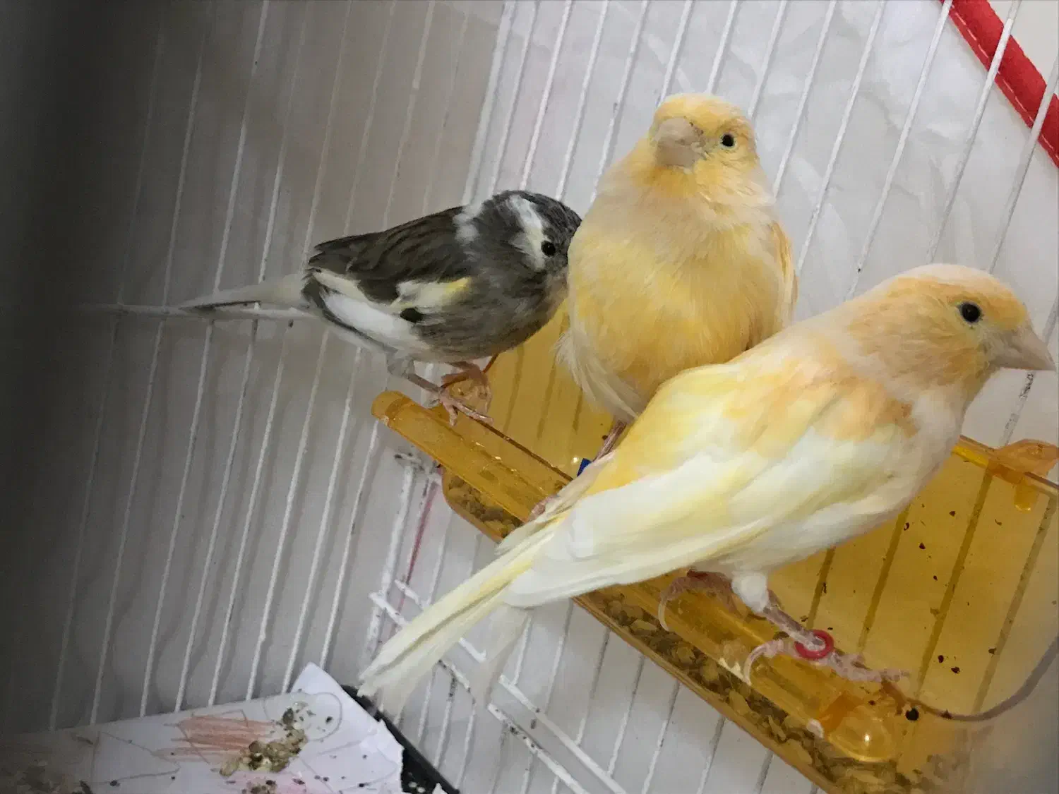 ۱۱عدد قناری|پرنده|بیرجند, |دیوار