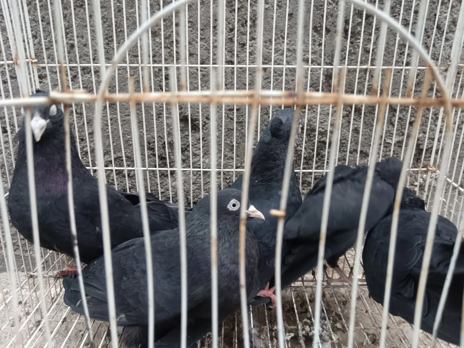 زاغ|پرنده|بم, |دیوار