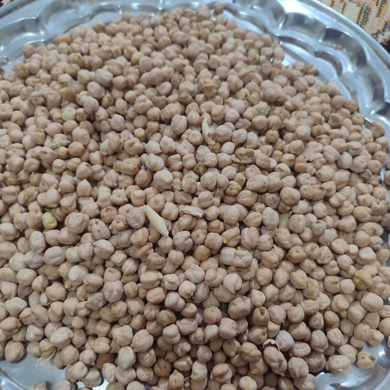 نخود|خوردنی و آشامیدنی|ضیاء آباد, |دیوار