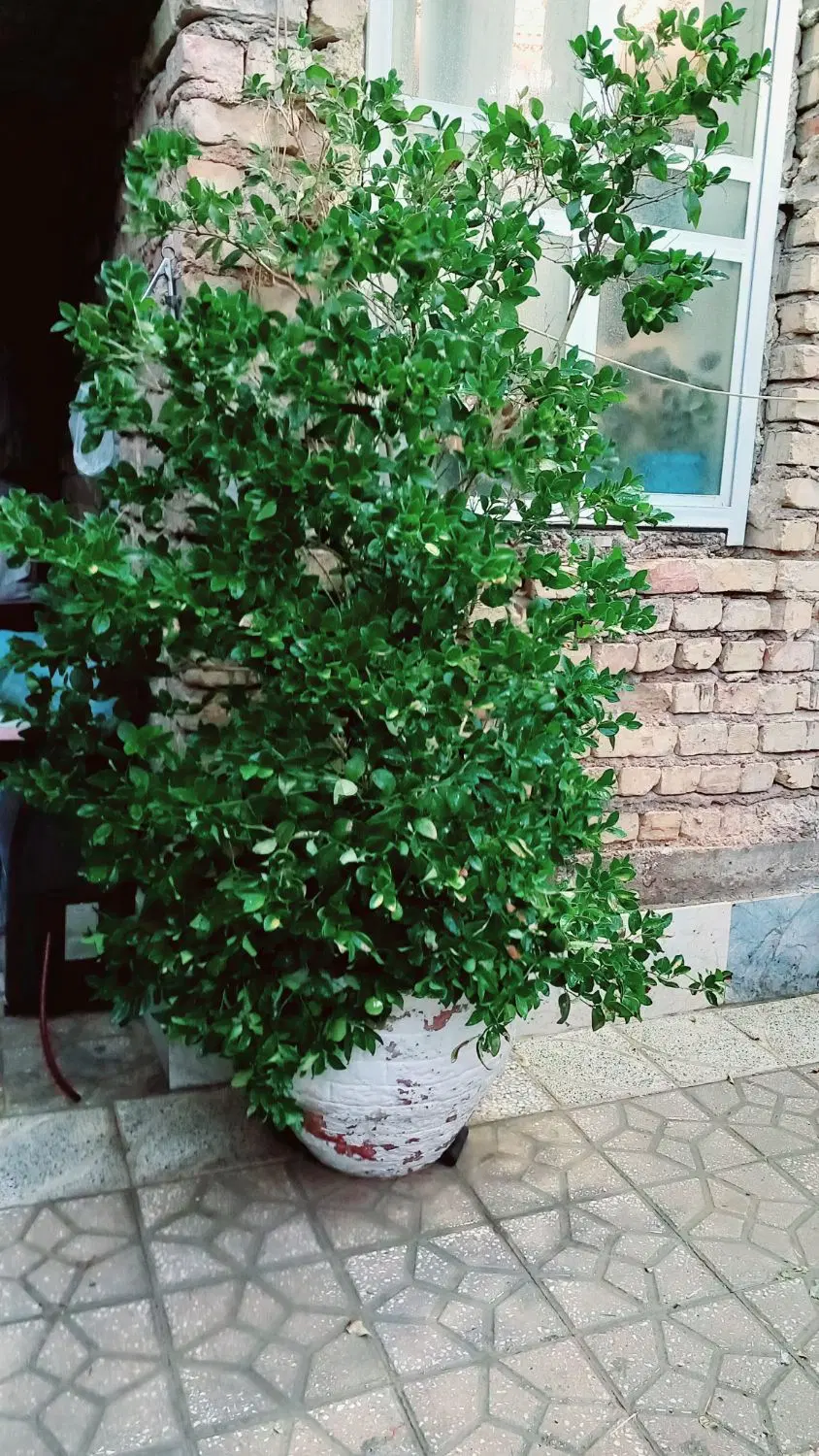 درختچه|گل و گیاه طبیعی|مرودشت, ابوذر جنوبی|دیوار