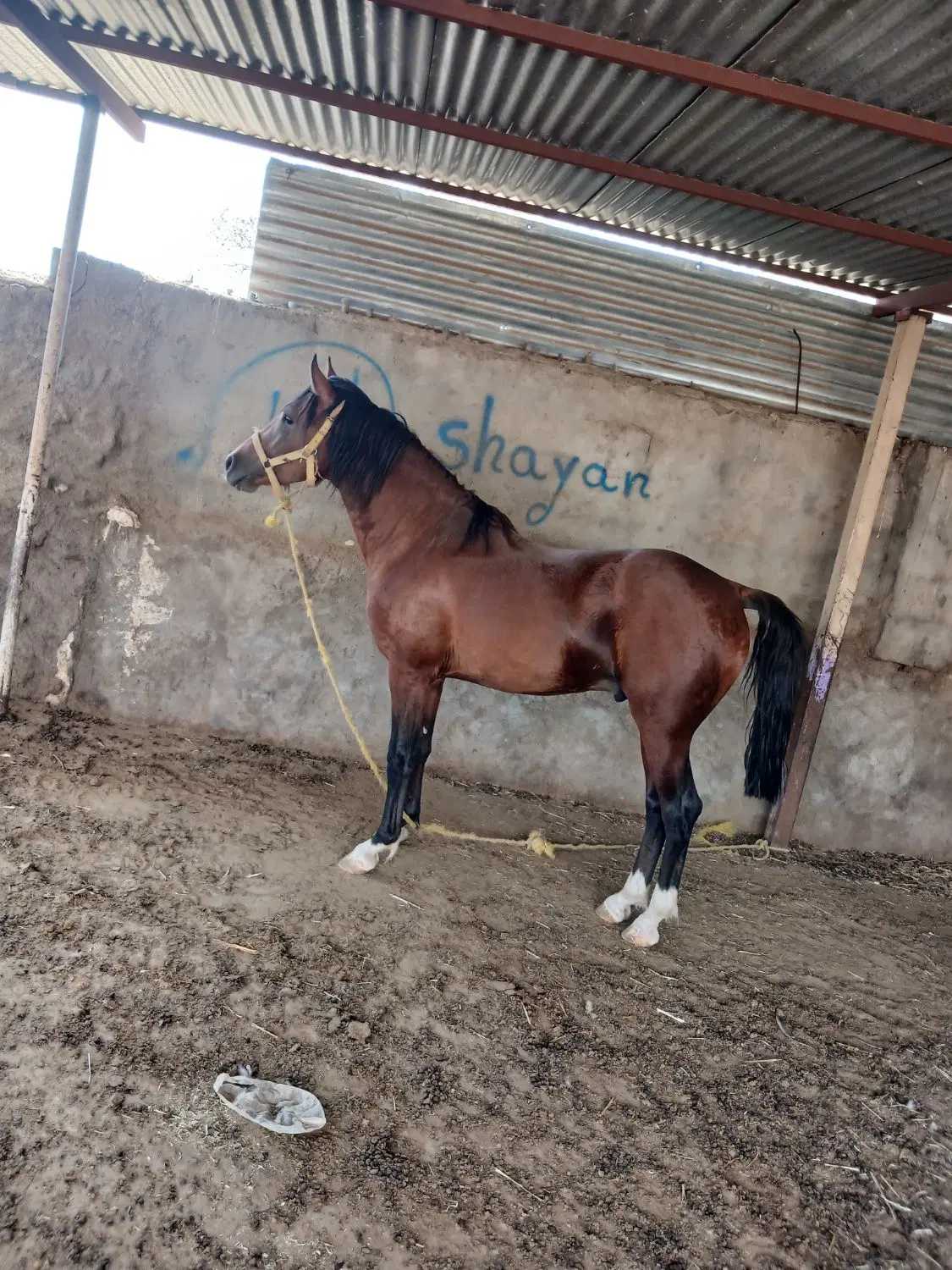 اسب|اسب و تجهیزات اسبسواری|اصفهان, امامزاده اسماعیل|دیوار