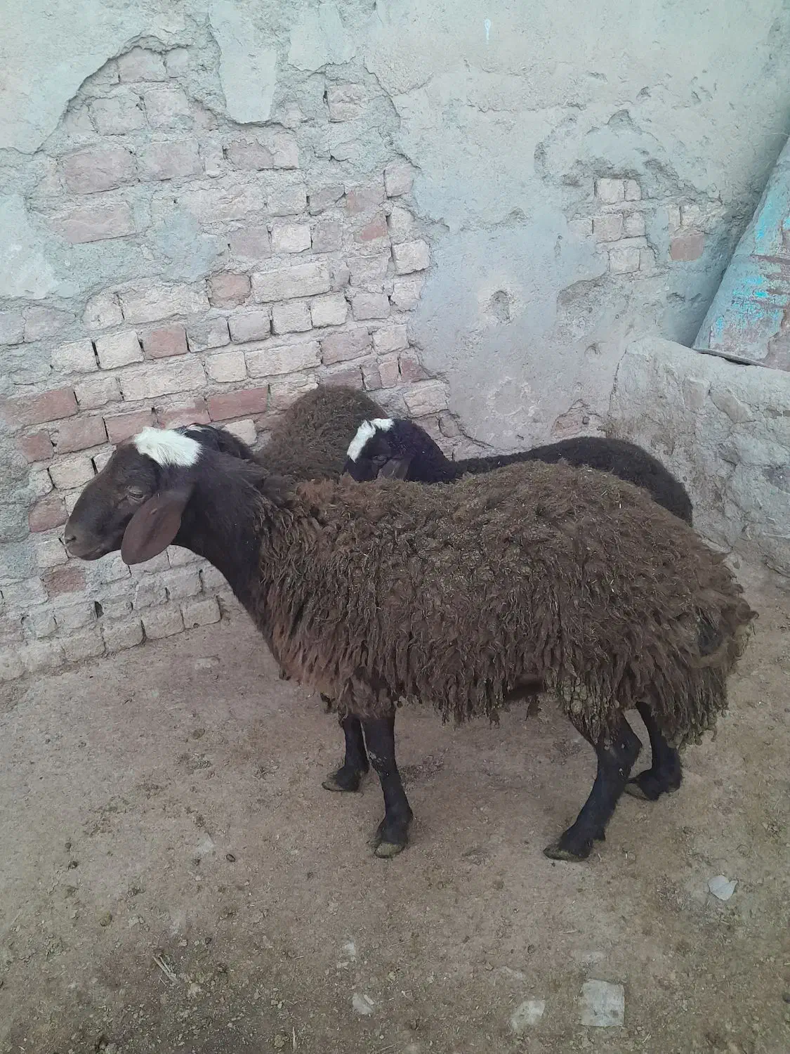 بره نر|حیوانات مزرعه|سردرود, |دیوار