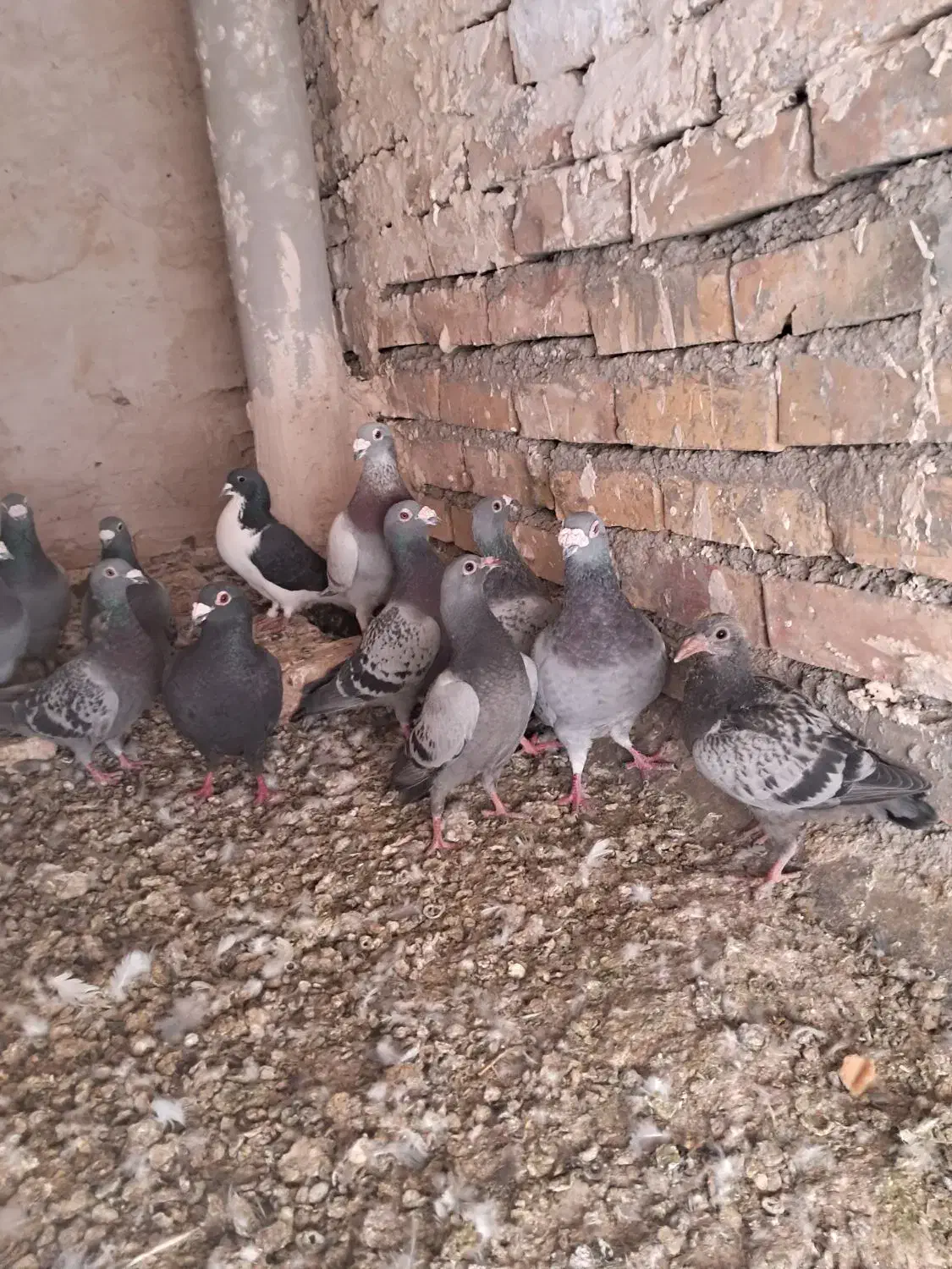 کفتر|پرنده|تربت جام, جامرود|دیوار