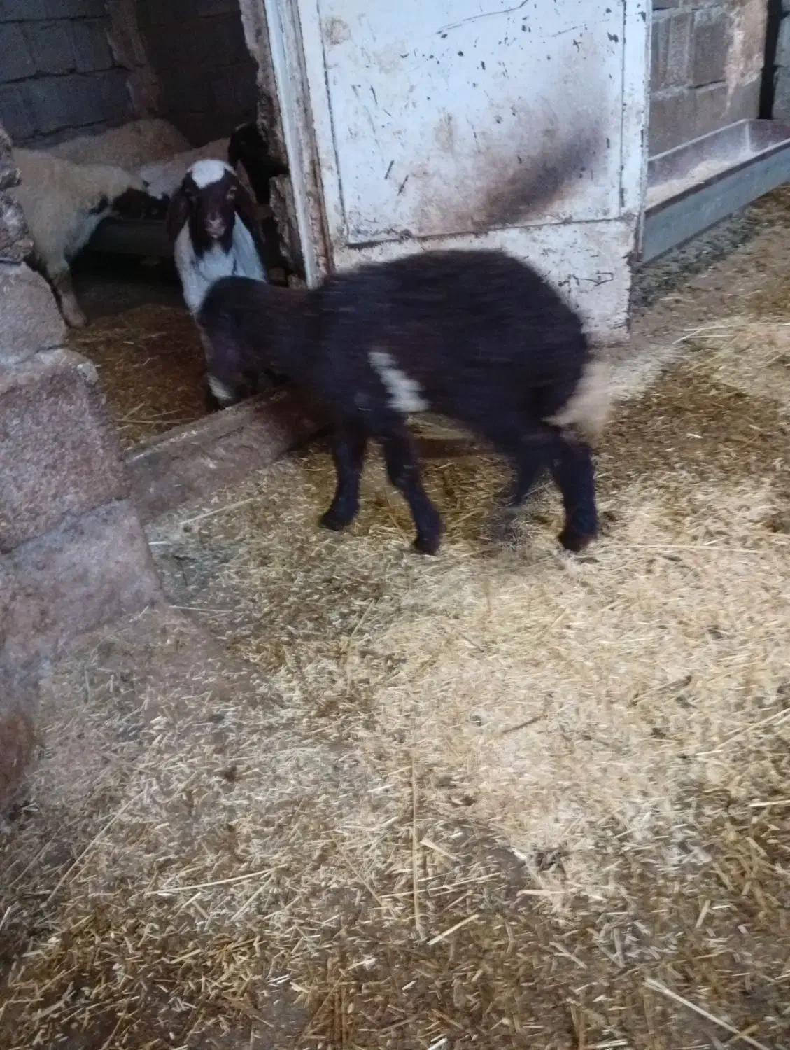 بره ماده|حیوانات مزرعه|جوانرود, |دیوار