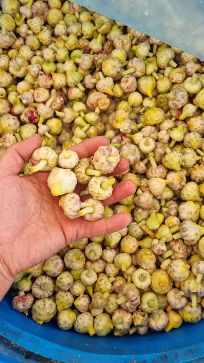 گلسیر|خوردنی و آشامیدنی|رودبار, |دیوار