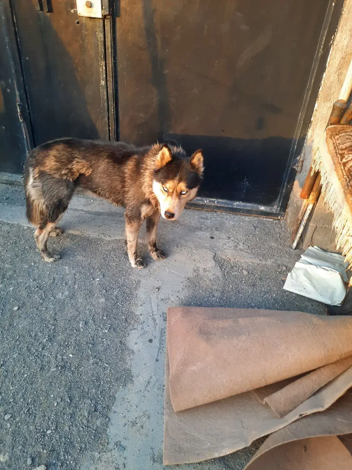 سگ هاسکی|سگ|مشهد, امیرآباد|دیوار