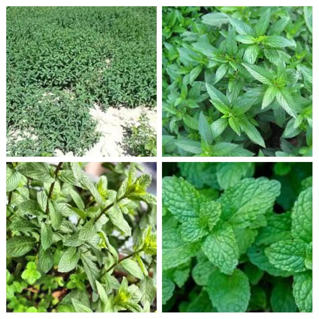 نعناع|خوردنی و آشامیدنی|کوثر, |دیوار