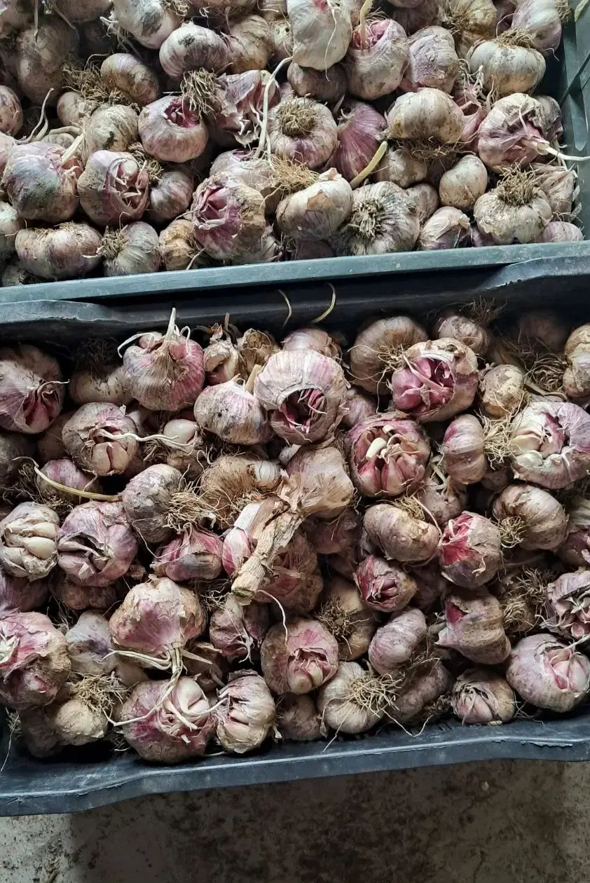 سیر|عمدهفروشی|اصلاندوز, |دیوار