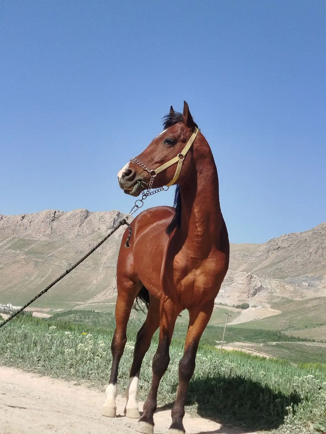 اسب|اسب و تجهیزات اسبسواری|فارسان, |دیوار