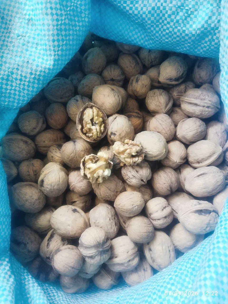 گردو|خوردنی و آشامیدنی|داراب, |دیوار