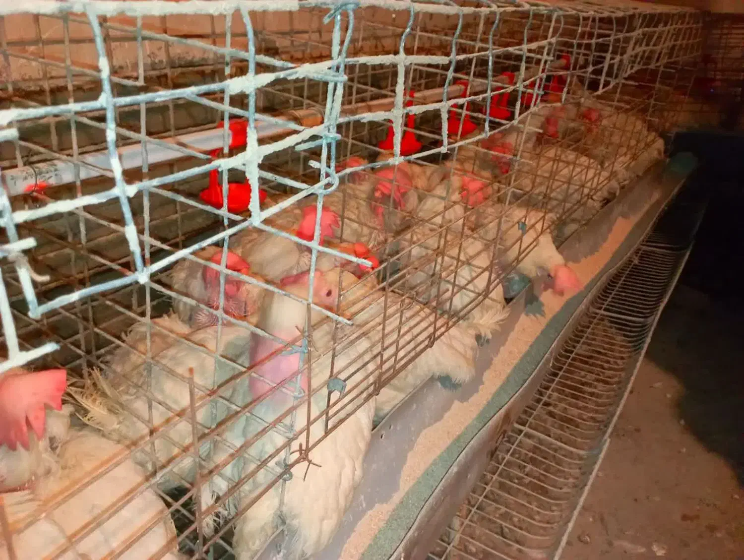 مرغ سفید|حیوانات مزرعه|جوادآباد, |دیوار