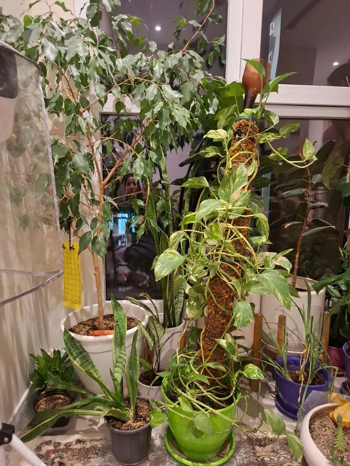 گل پتوس|گل و گیاه طبیعی|تهران, کرمان|دیوار