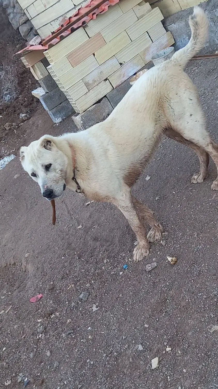 سگ الابای|سگ|چورزق, |دیوار