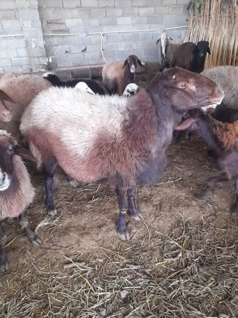 قوچ گله|حیوانات مزرعه|مینودشت, |دیوار