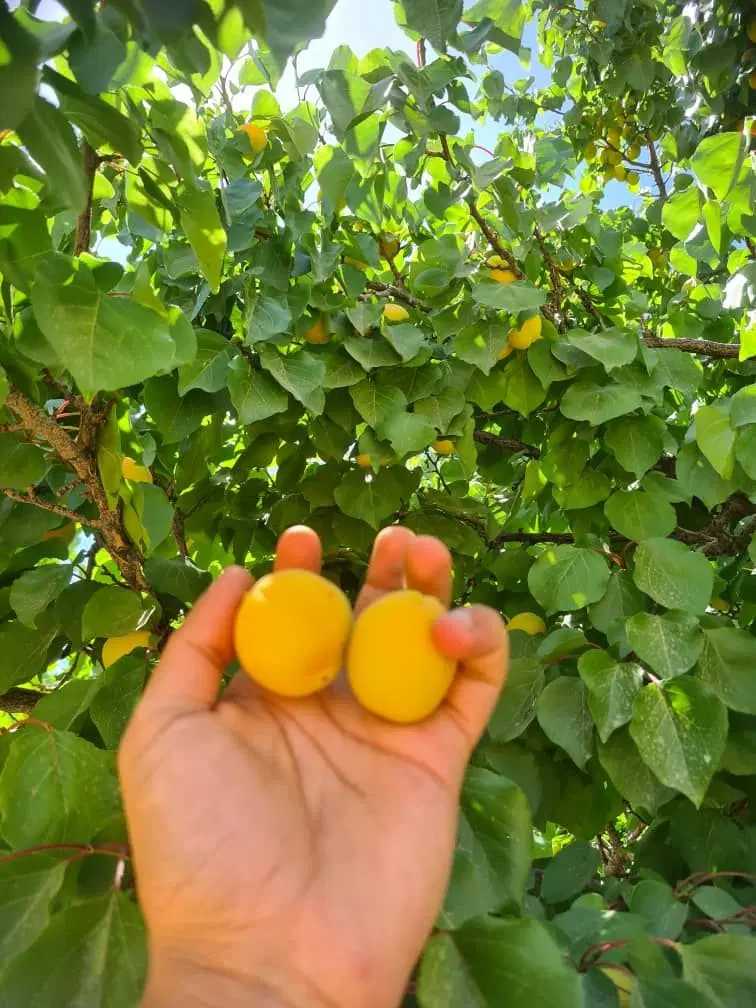 زردالو|خوردنی و آشامیدنی|منج, |دیوار