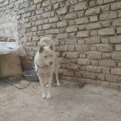 سگ .|سگ|تربت جام, یحیی آباد|دیوار