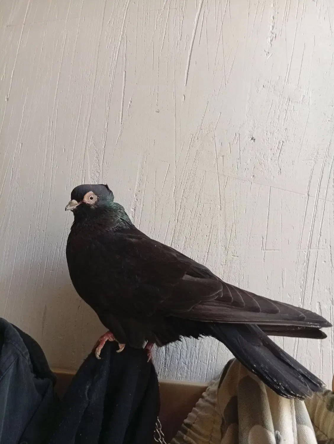 کبوتر زاغ|پرنده|ایذه, |دیوار