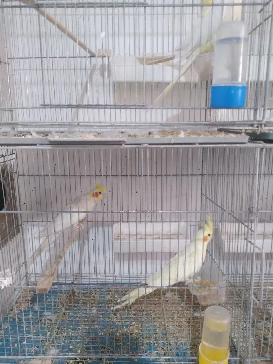 عروس هلندی|پرنده|محمدیه-قزوین, |دیوار