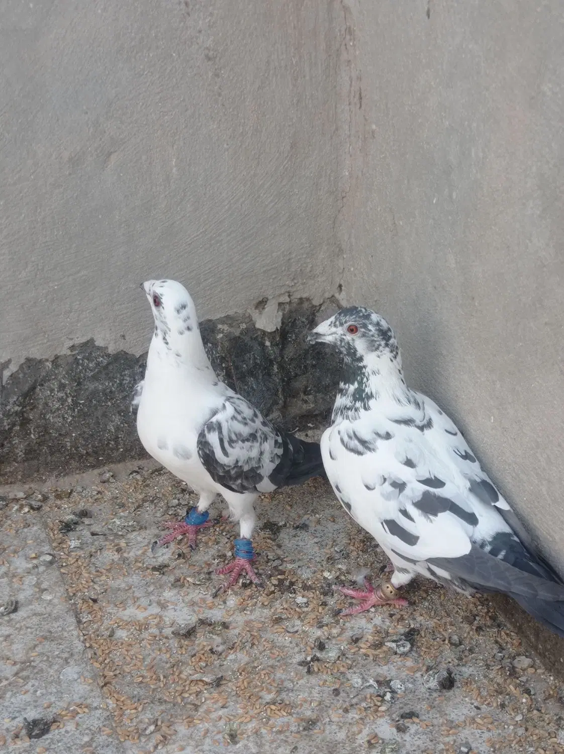 سوسکی|پرنده|مه ولات, |دیوار