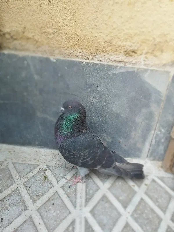 زاغ سیز|پرنده|سمنان, |دیوار