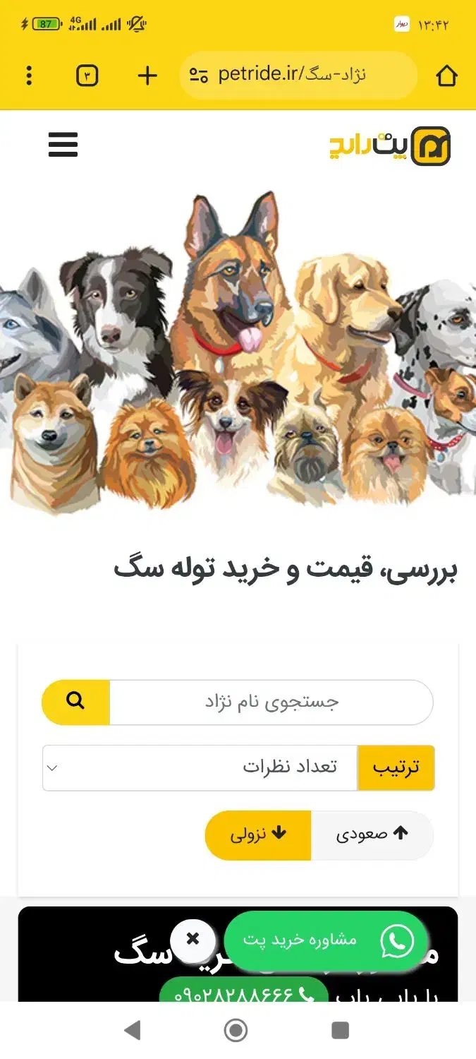 سگ گمشده|حیوانات|برازجان, |دیوار