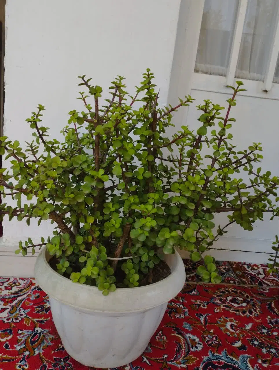 گل و گیاه|گل و گیاه طبیعی|بابل, |دیوار