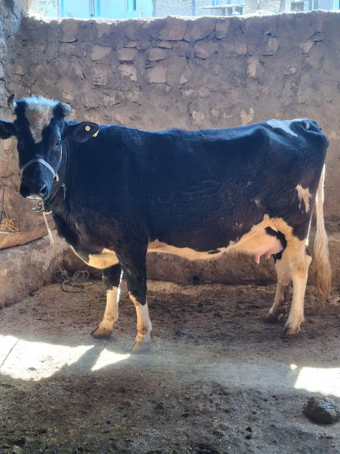 گاو شیری|حیوانات مزرعه|کرمانشاه, |دیوار