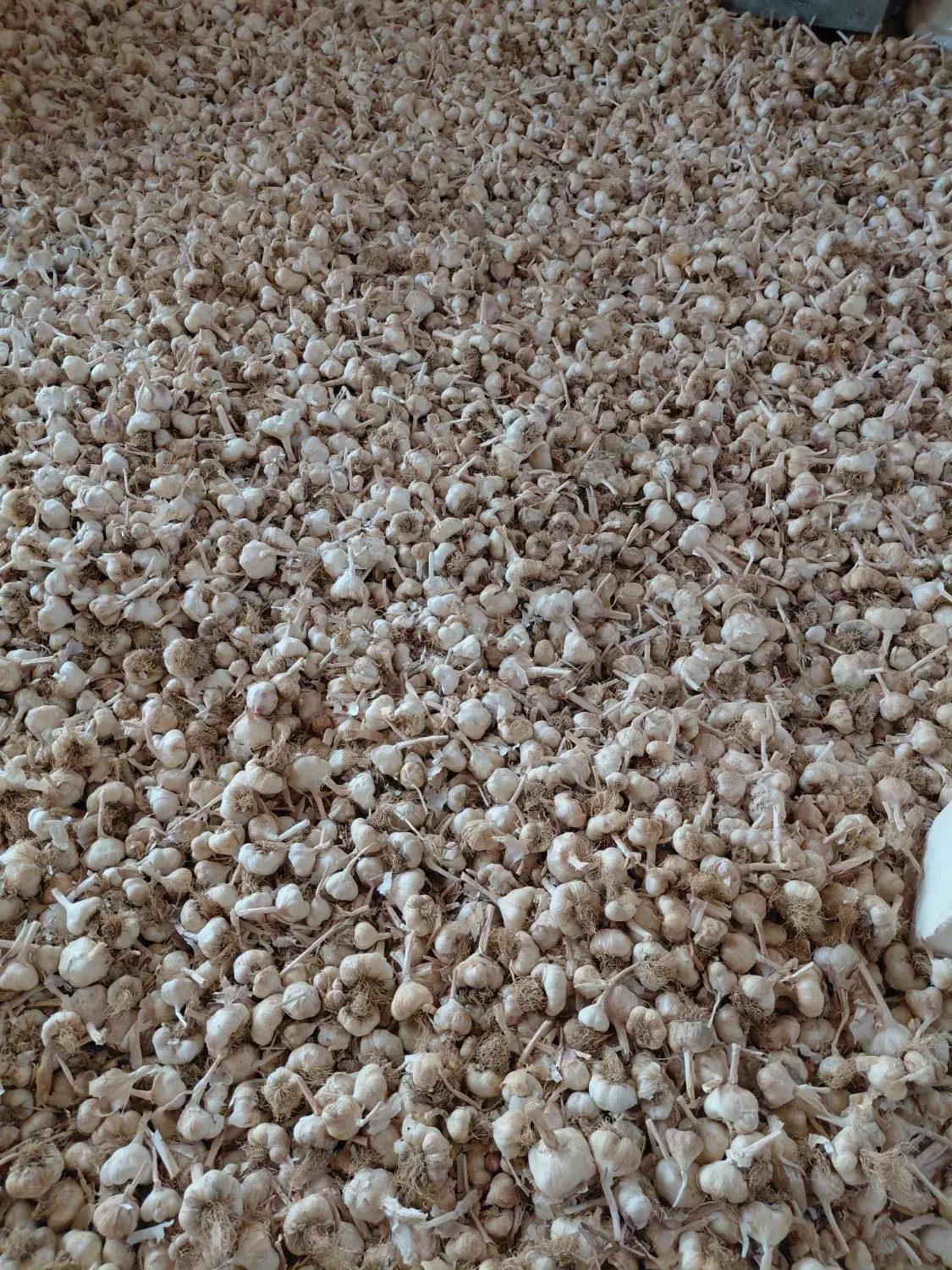 سیر سفید|خوردنی و آشامیدنی|نورآباد, |دیوار