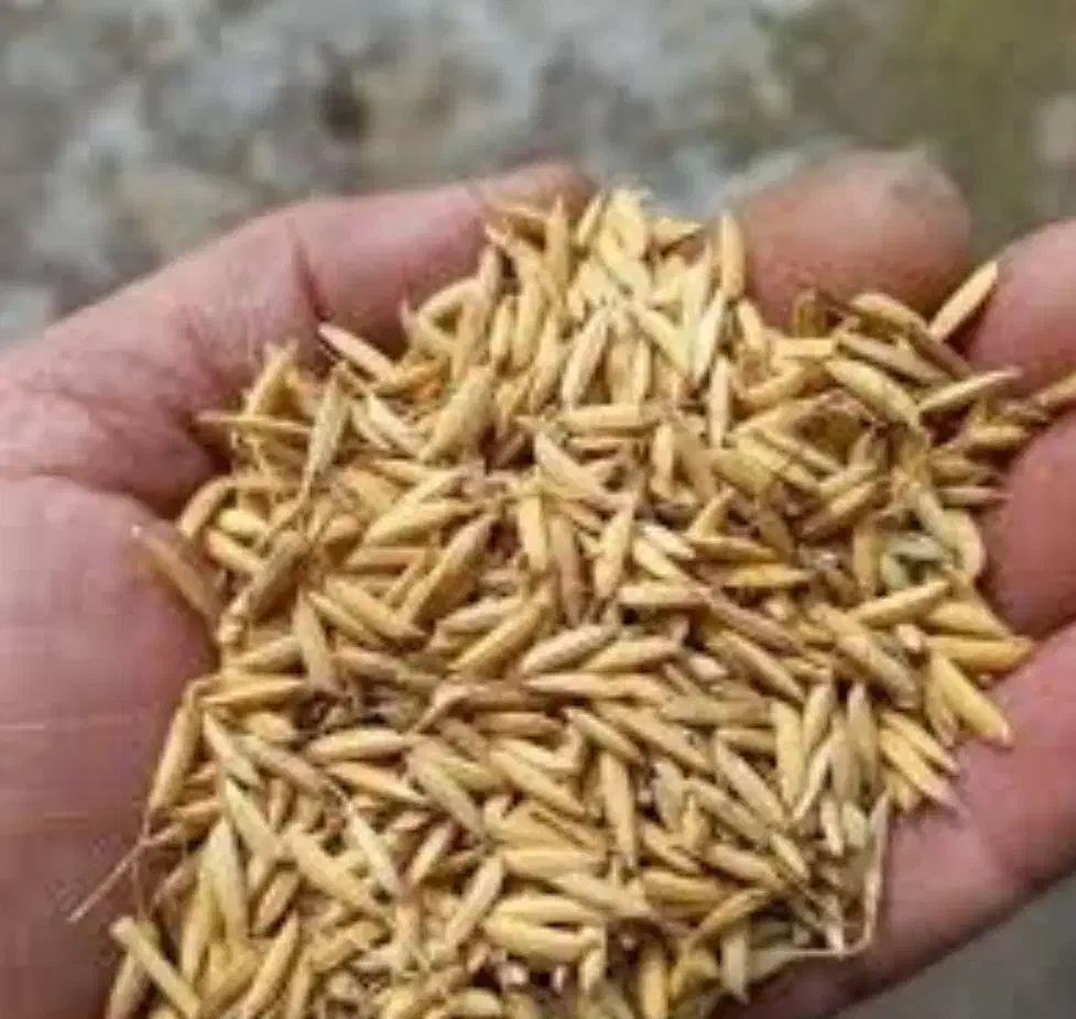 تخم جو|خدمات باغبانی و درختکاری|آستانه اشرفیه, |دیوار