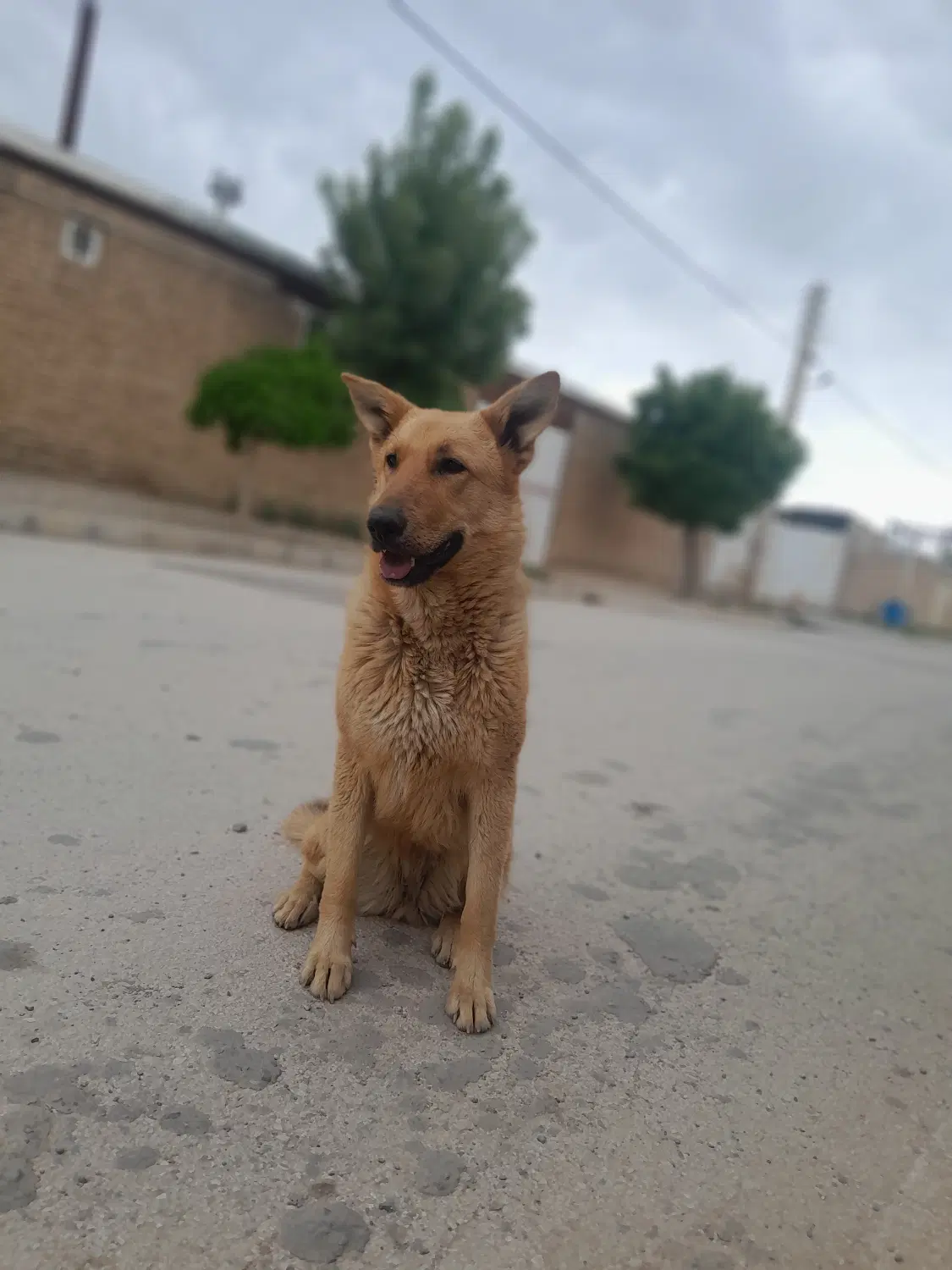 سگ ژرمن|سگ|همدان, |دیوار
