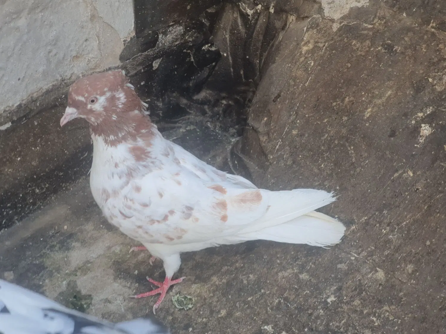 ماده|پرنده|اصفهان, سودان|دیوار