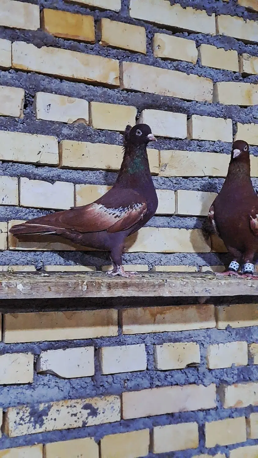 سینه سرخ|پرنده|دزفول, |دیوار