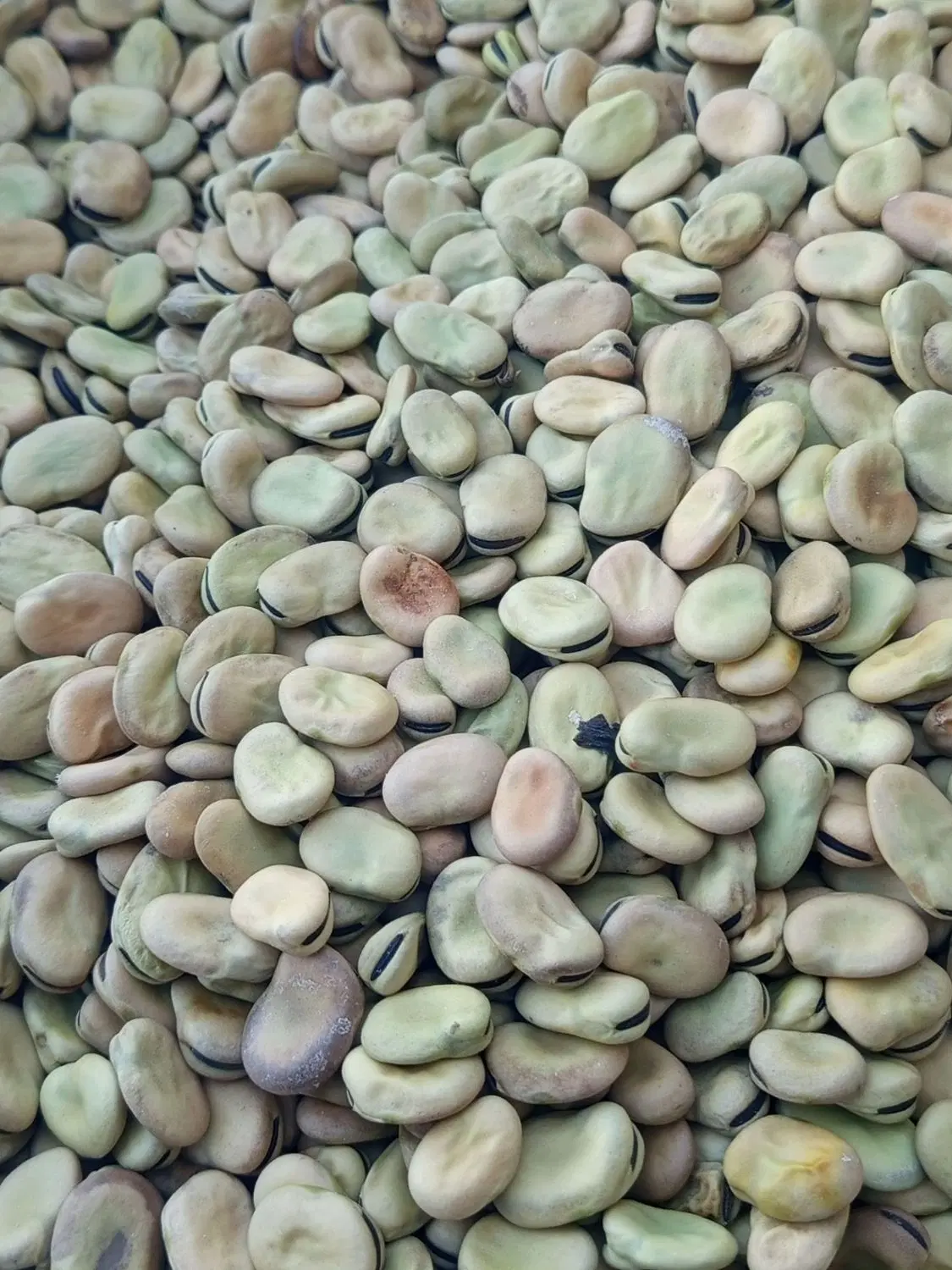 باقلا|خوردنی و آشامیدنی|شیراز, محمدیه|دیوار
