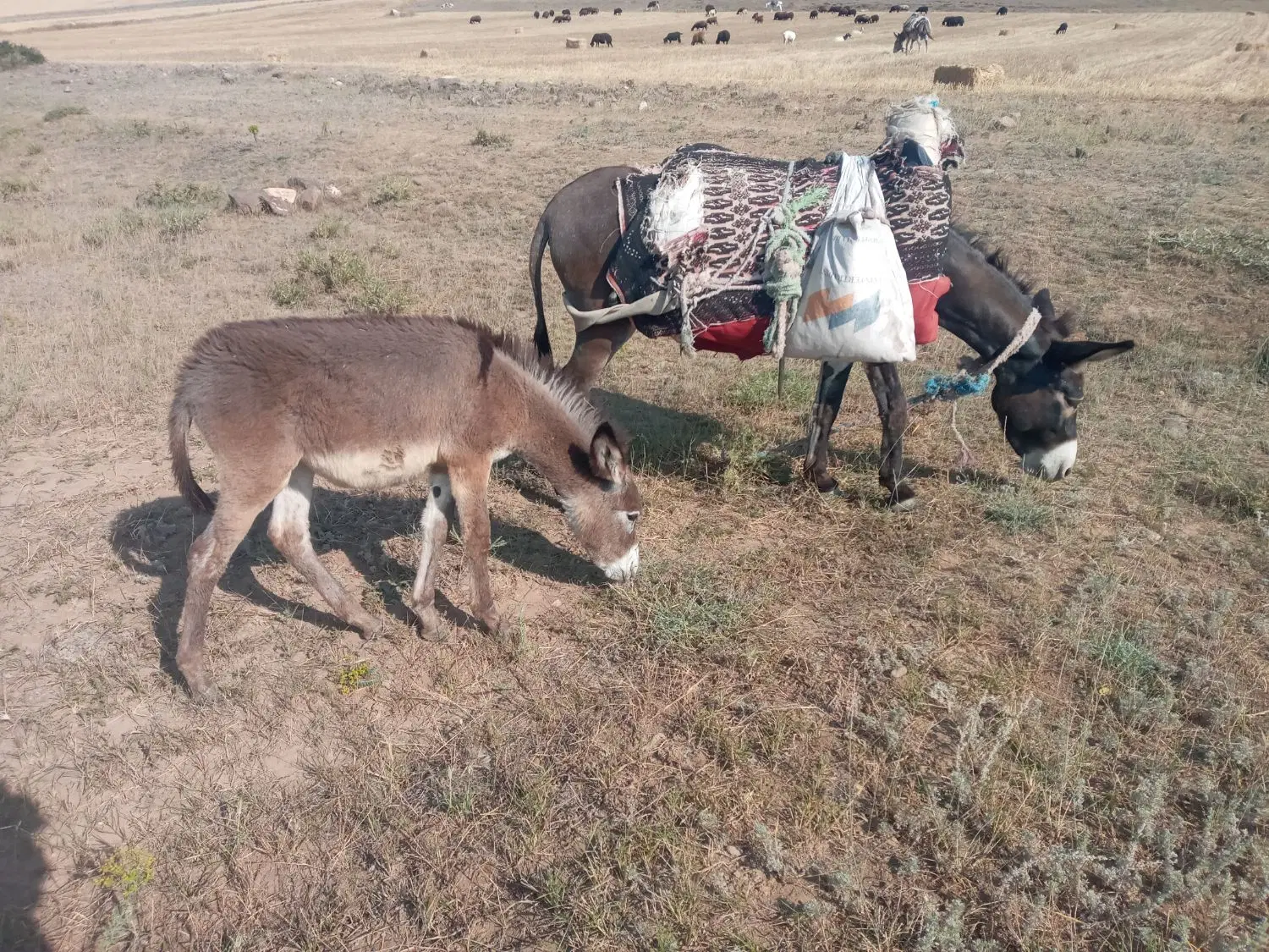 شیرخر|حیوانات مزرعه|نیر (اردبیل), |دیوار