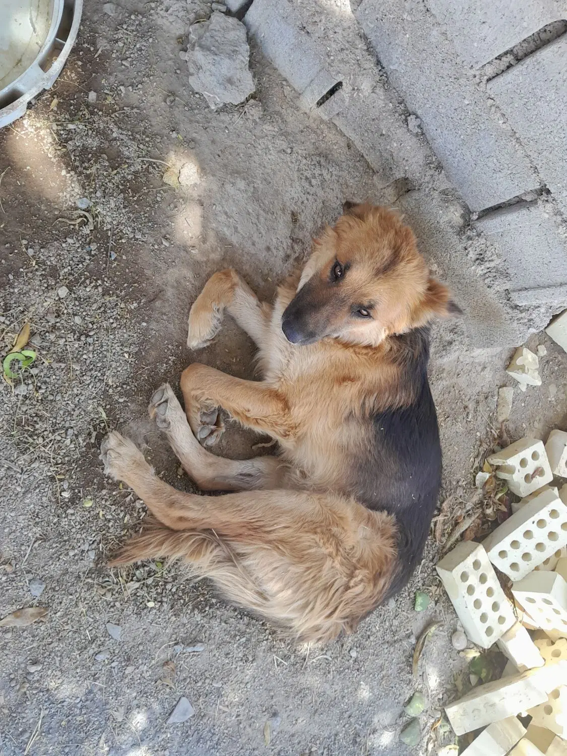 سگ ژرمن|سگ|باوی, |دیوار