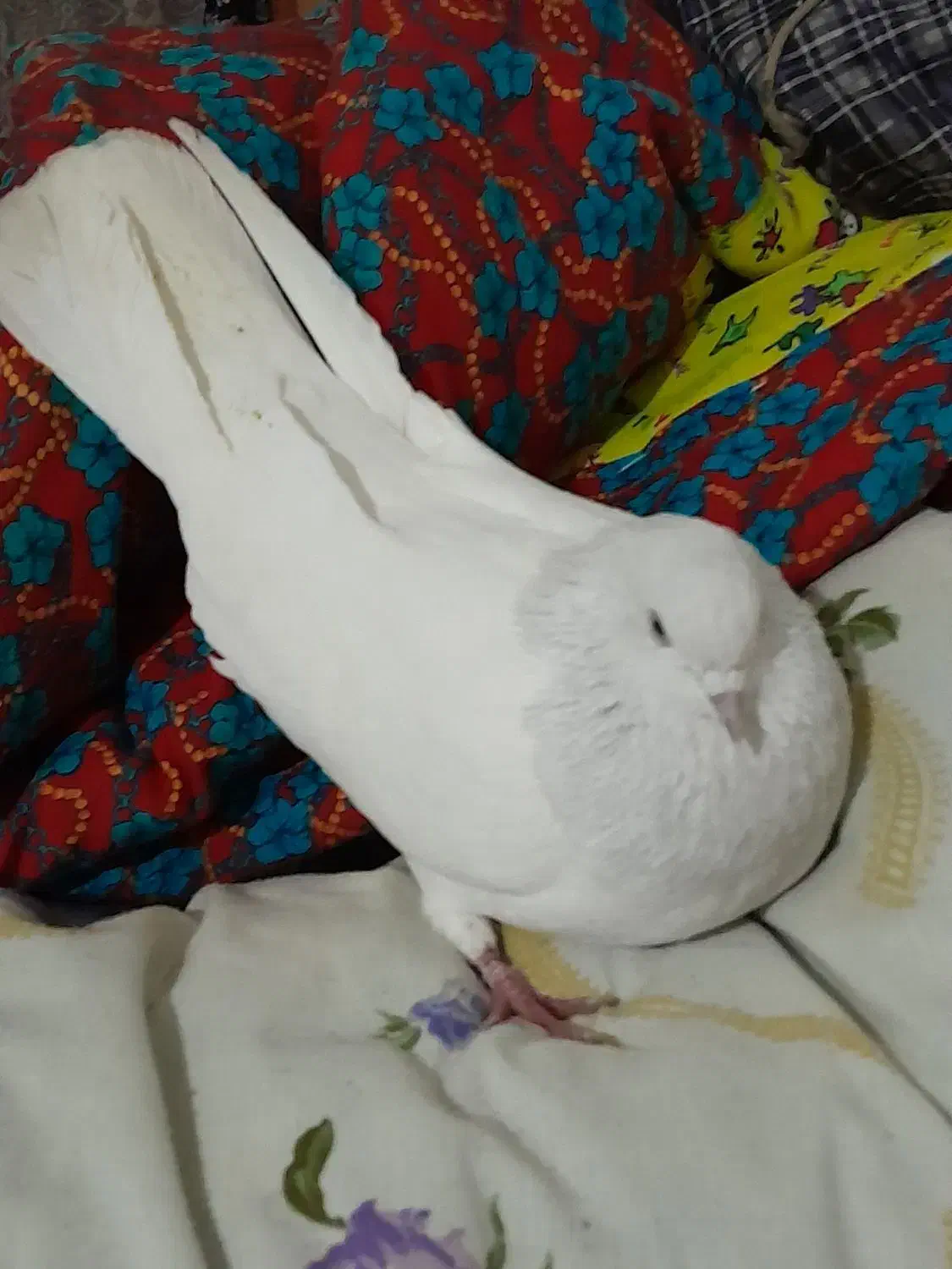 کبوتر|پرنده|تبریز, |دیوار