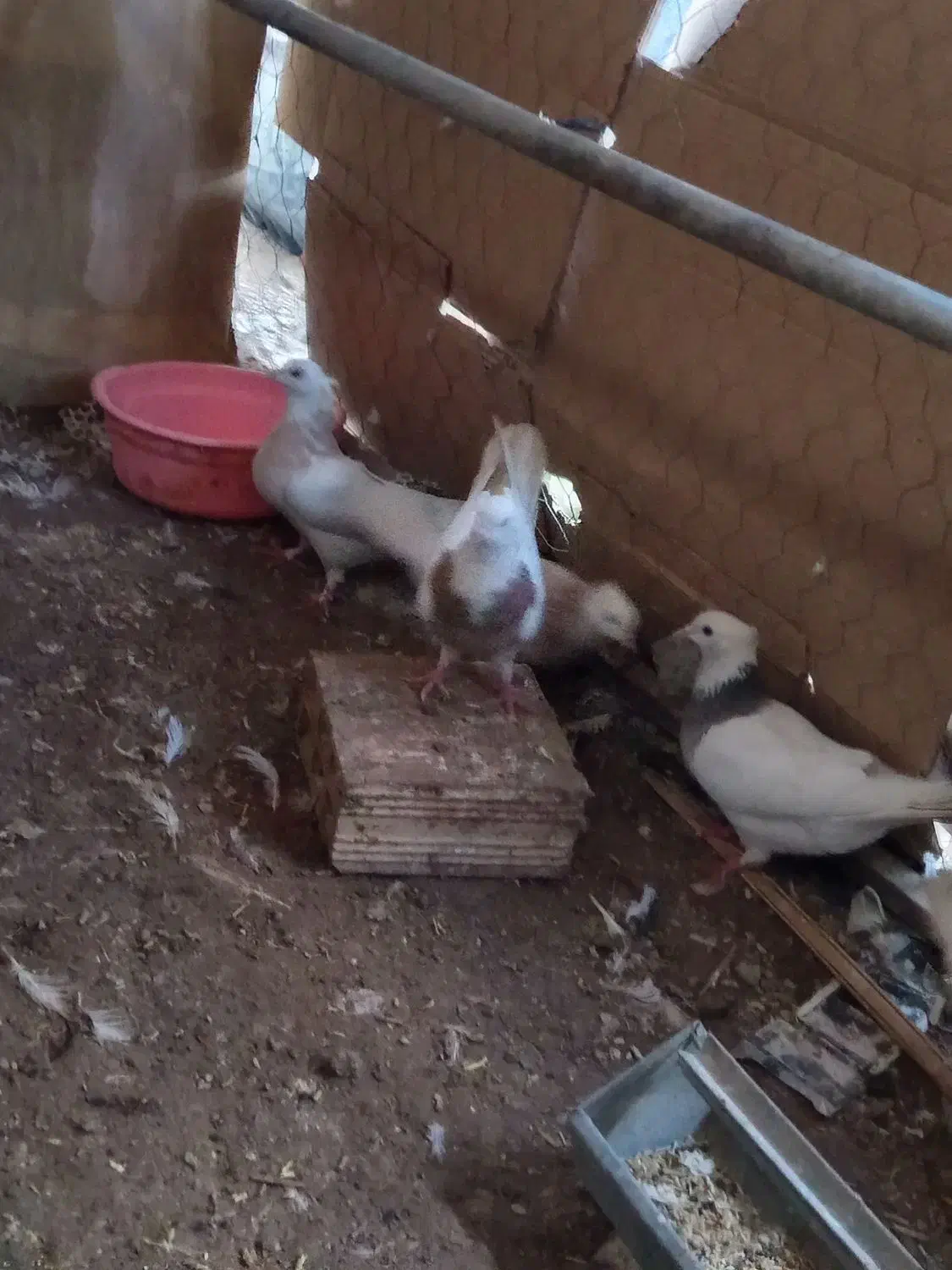 کبوتر|پرنده|اشکذر, |دیوار