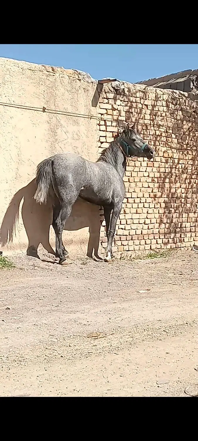 اسب|اسب و تجهیزات اسب‌سواری|معصومیه, |دیوار