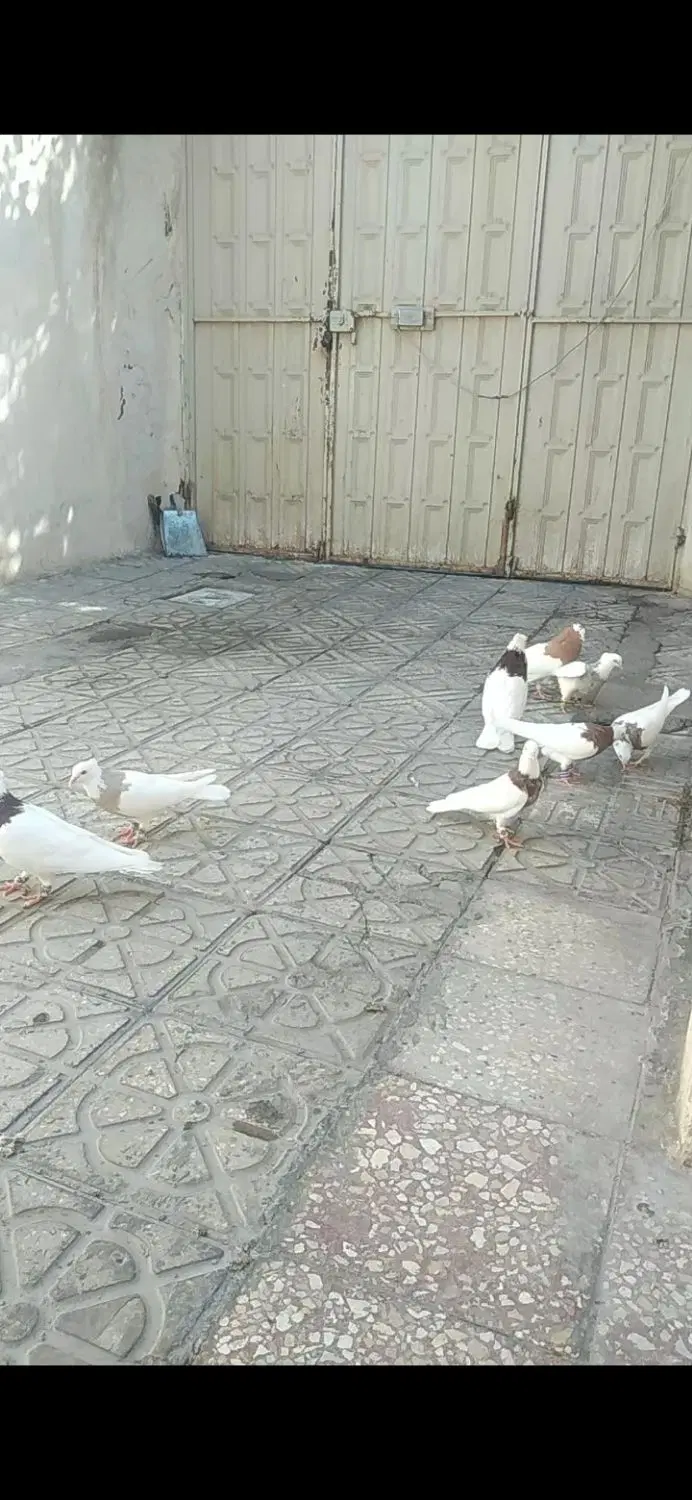 طوقی|پرنده|قزوین, |دیوار