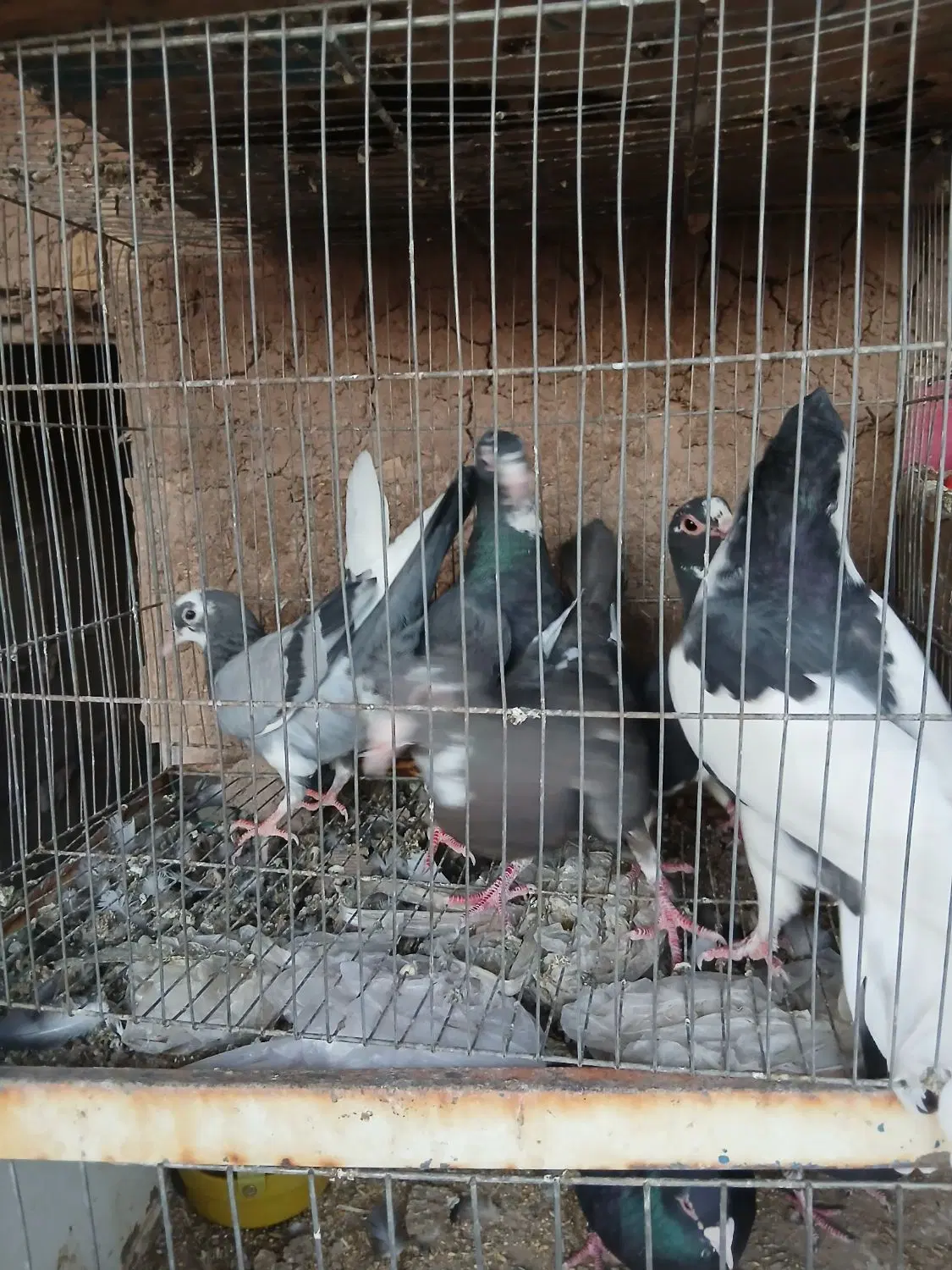 پلنگ|پرنده|رفسنجان, |دیوار