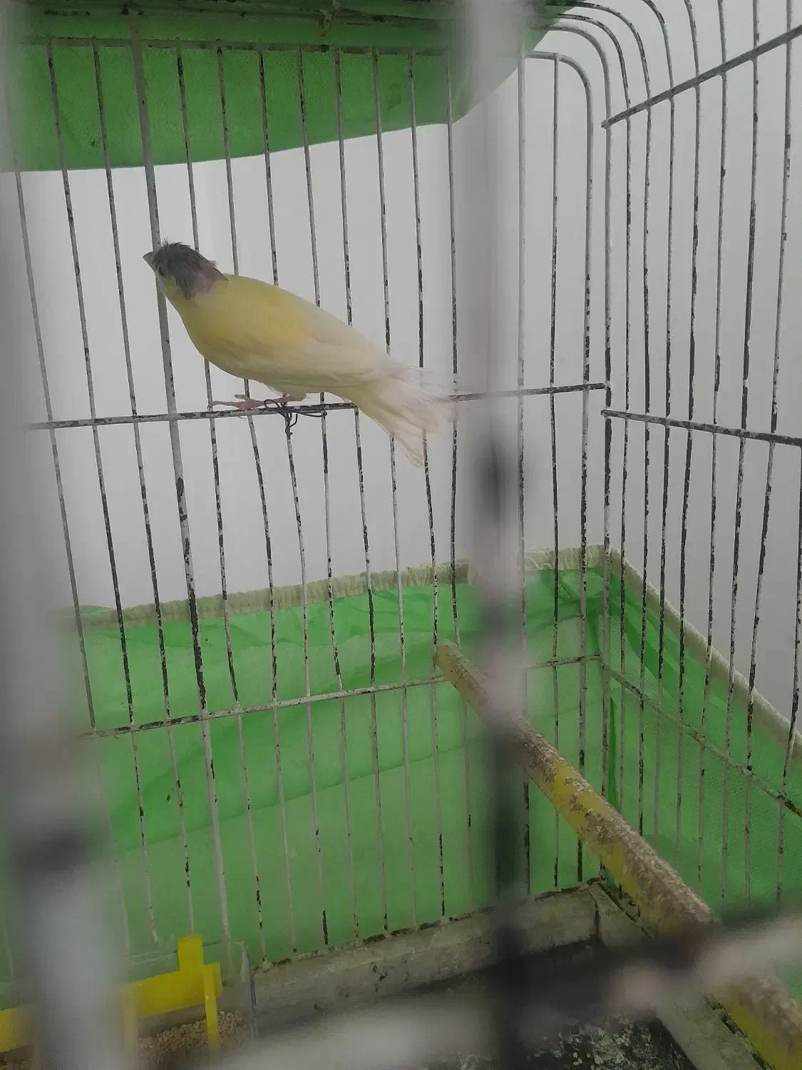 جفت قناری|پرنده|یزد, |دیوار