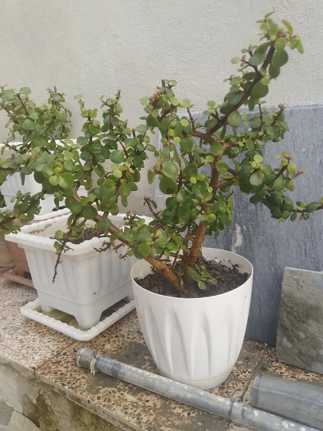 درخچه|گل و گیاه طبیعی|گرمی, |دیوار