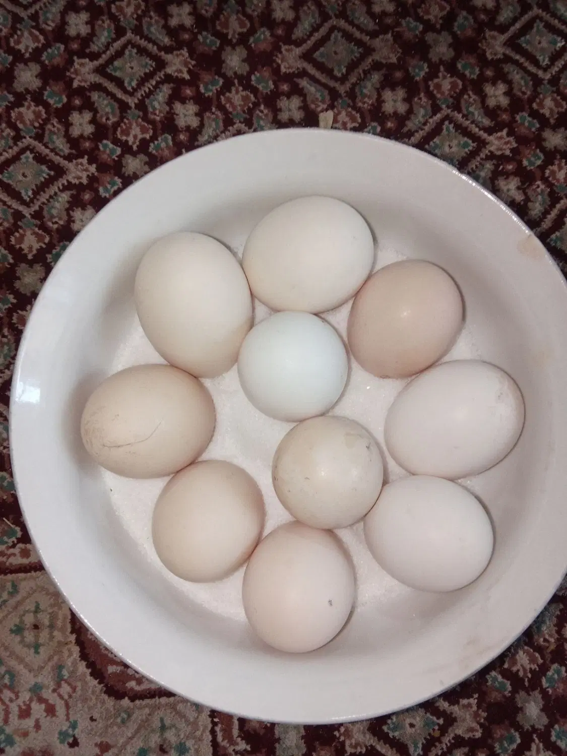 تخم مرغ گلین|حیوانات مزرعه|گرمسار, |دیوار