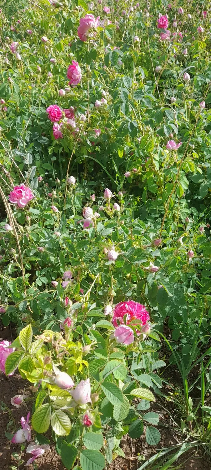 گل محمدی|گل و گیاه طبیعی|یامچی, |دیوار