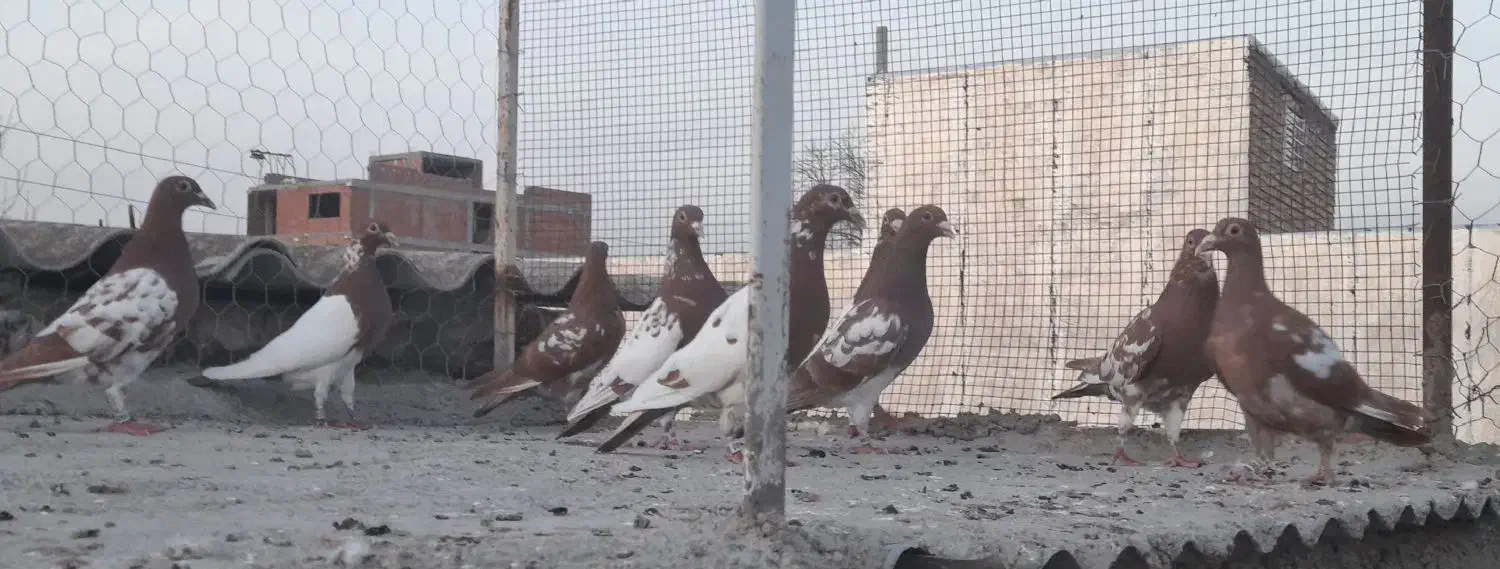 کبوتر|پرنده|مینودشت, |دیوار