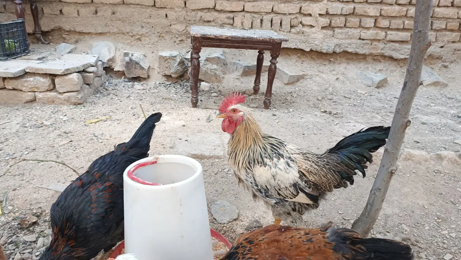 خروس|حیوانات مزرعه|اراک, |دیوار